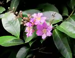 banaba leaf