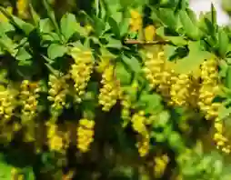 berberine