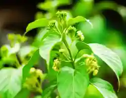 gymnema sylvestre